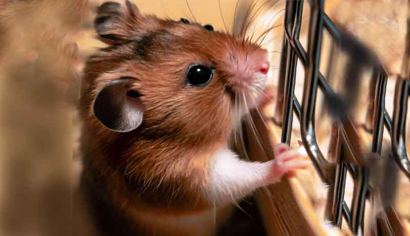 Pourquoi mon Hamster continue-t-il à grimper dans sa cage