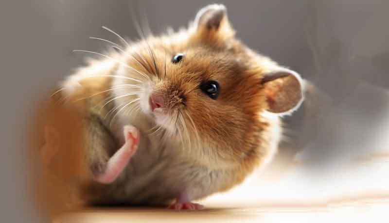 Pourquoi mon Hamster continue-t-il à se gratter?