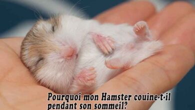 Pourquoi mon Hamster couine-t-il pendant son sommeil?