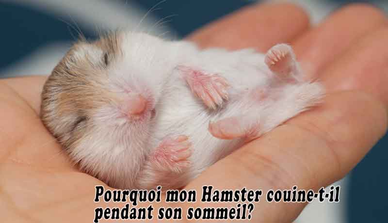 Pourquoi mon Hamster couine-t-il pendant son sommeil?