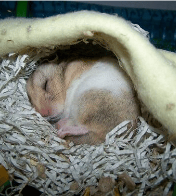 Pourquoi mon Hamster couine-t-il pendant son sommeil?