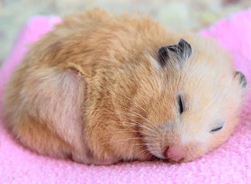 Pourquoi mon Hamster couine-t-il pendant son sommeil?