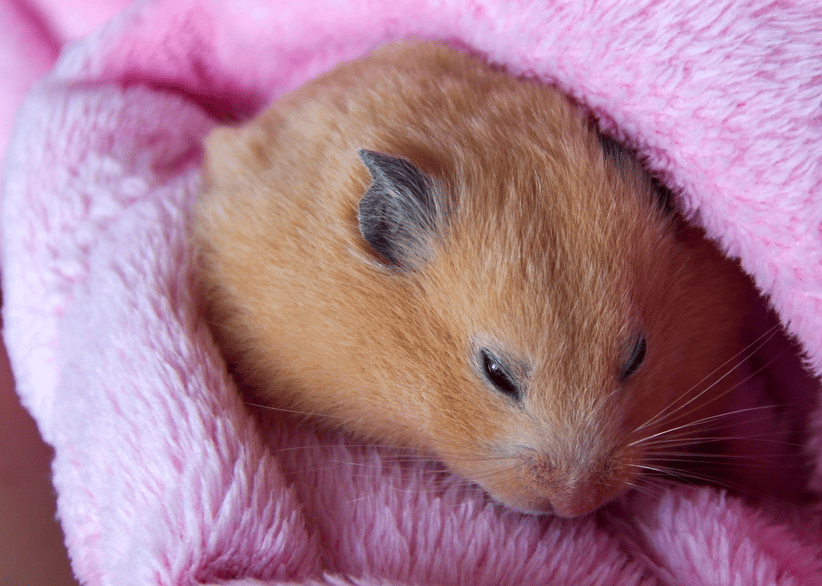 Pourquoi mon Hamster couine-t-il pendant son sommeil?