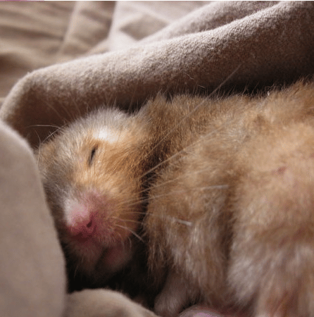 Pourquoi mon Hamster couine-t-il pendant son sommeil?