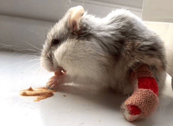 Pourquoi mon Hamster couine-t-il pendant son sommeil?