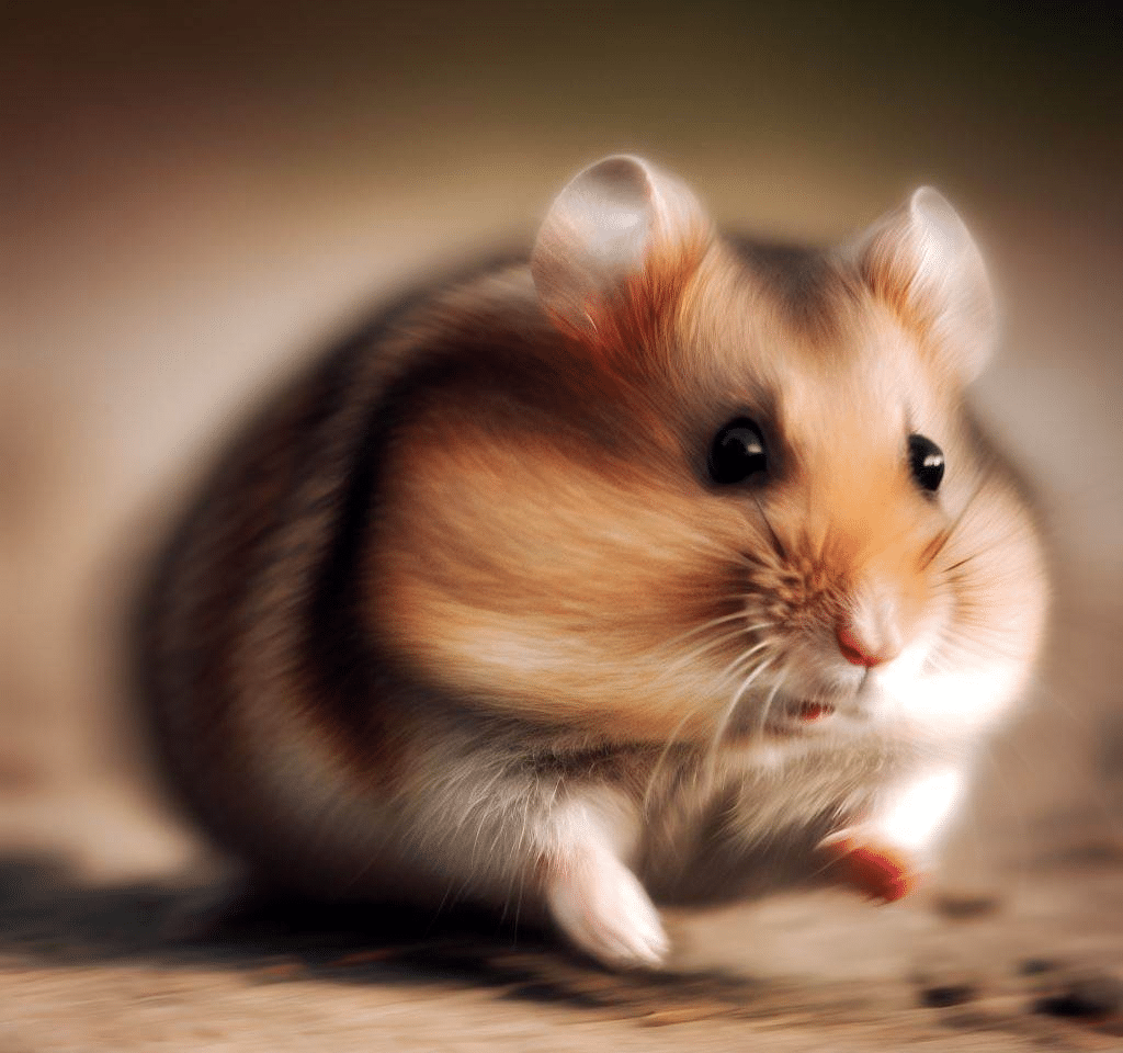 Pourquoi mon Hamster court-il souvent?