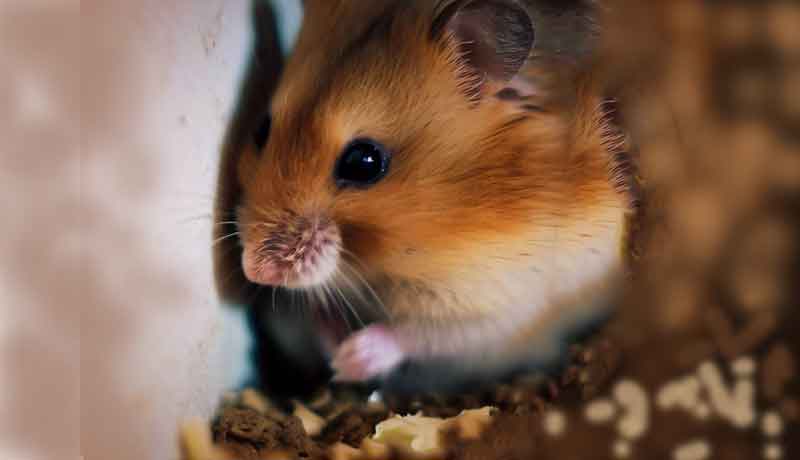 Pourquoi mon Hamster creuse-t-il dans le coin?