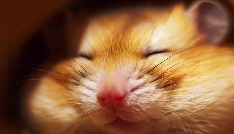 Pourquoi mon Hamster dort-il autant