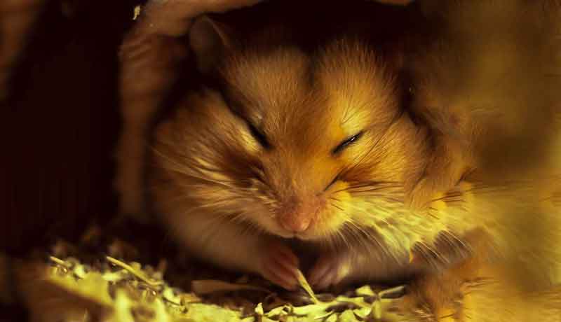 Pourquoi mon Hamster entre-t-il en hibernation