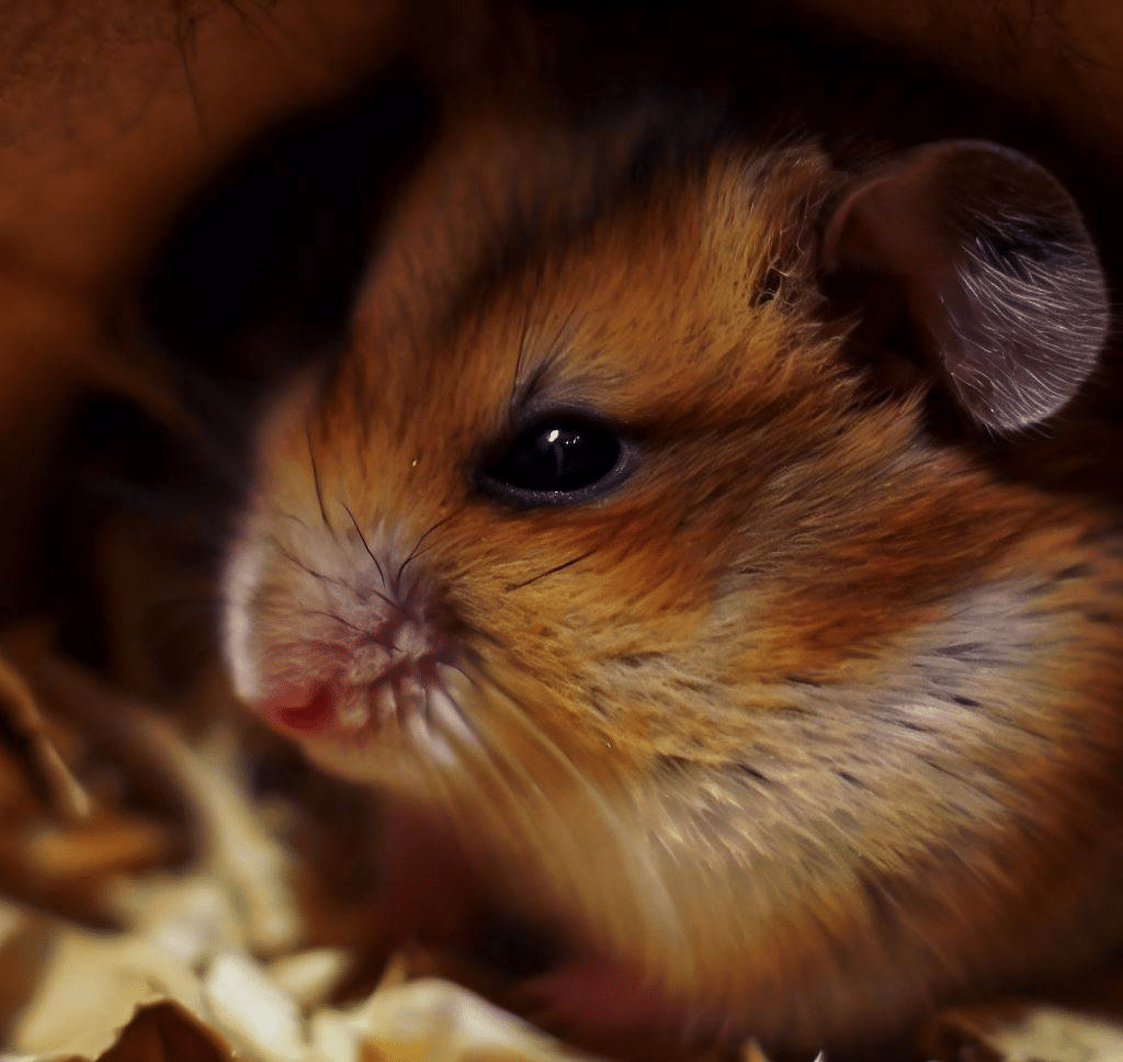 Pourquoi mon Hamster entre-t-il en hibernation?