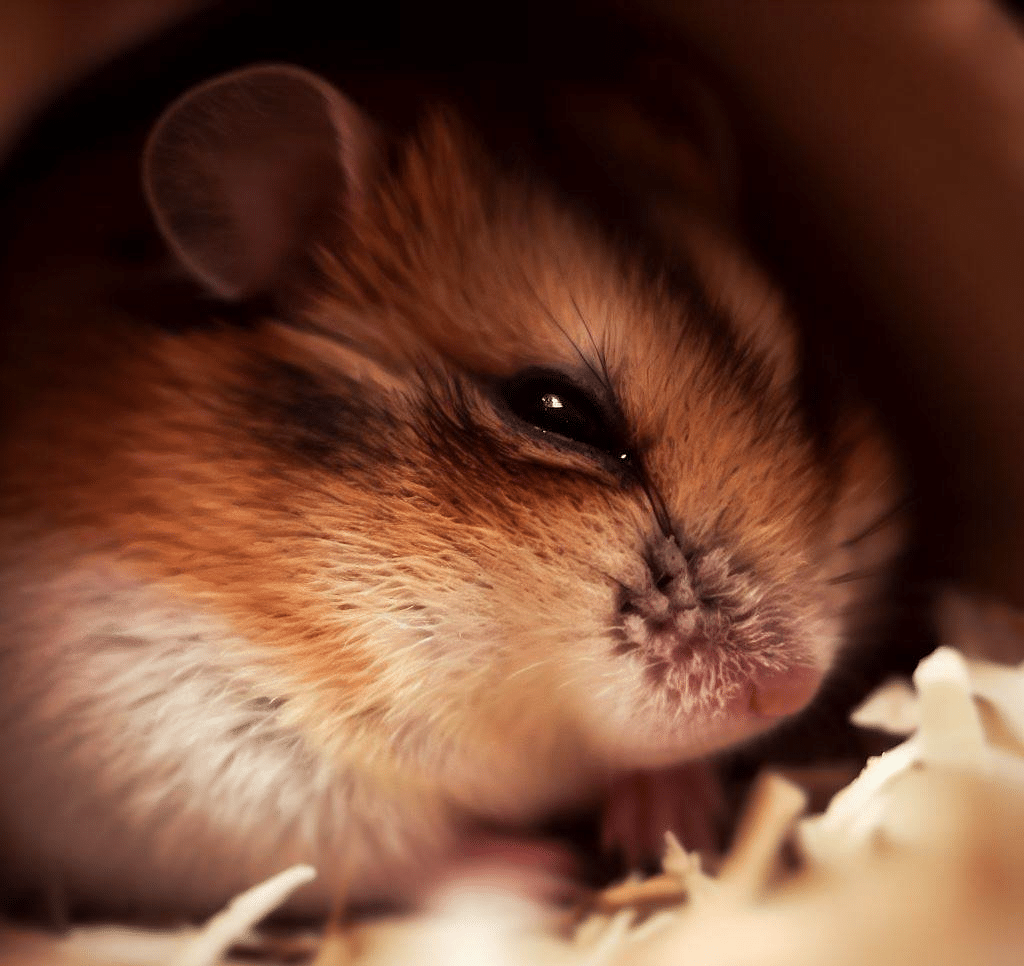 Pourquoi mon Hamster entre-t-il en hibernation?