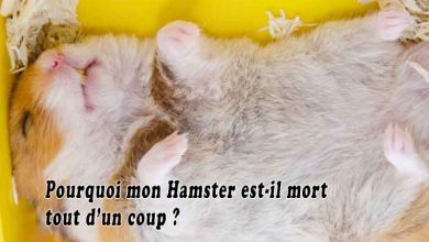 Pourquoi mon Hamster est-il mort tout d'un coup