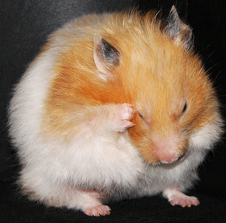 Pourquoi mon Hamster est-il mort tout d’un coup