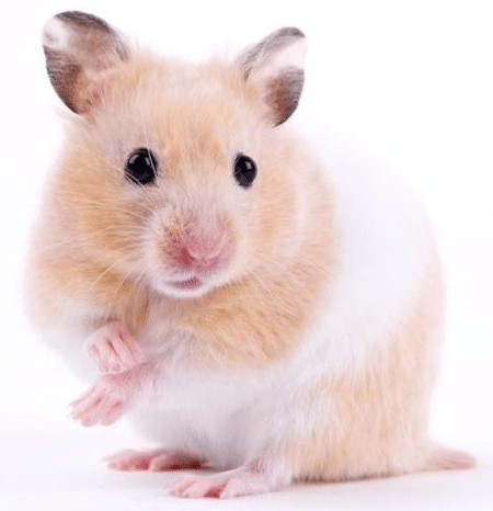 Pourquoi mon Hamster est-il mort tout d’un coup