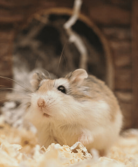 Pourquoi mon Hamster est-il mort tout d’un coup