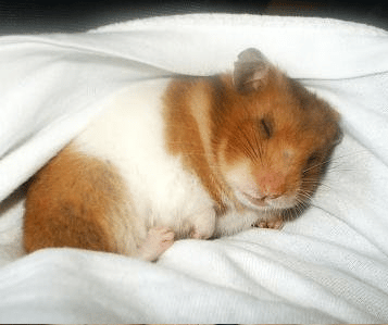 Pourquoi mon Hamster est-il mort tout d’un coup