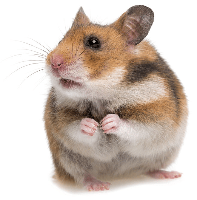 Pourquoi mon Hamster est-il mort tout d’un coup