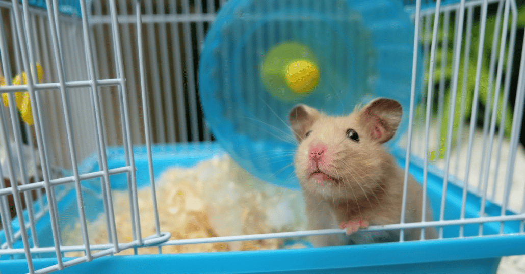 Pourquoi mon Hamster est-il mort tout d’un coup