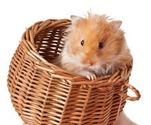 Pourquoi mon Hamster est-il mort tout d’un coup