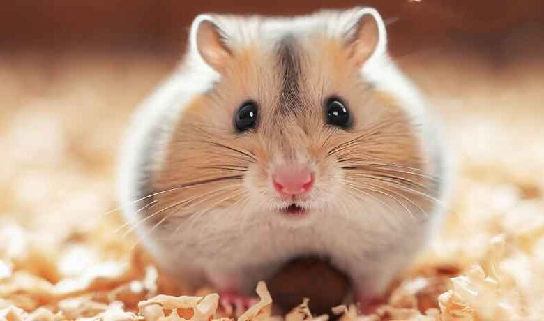 Pourquoi mon Hamster fait-il pipi dans sa balle