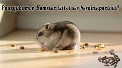 Pourquoi mon Hamster fait-il ses besoins partout