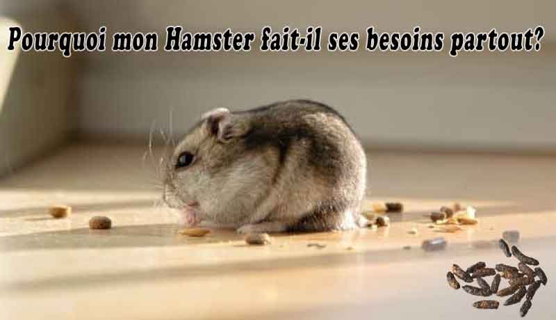 Pourquoi mon Hamster fait-il ses besoins partout