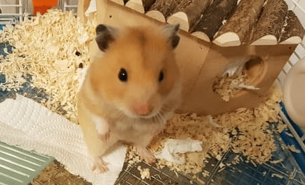 Pourquoi mon Hamster fait-il ses besoins partout