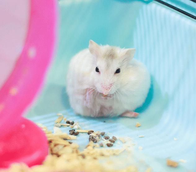 Pourquoi mon Hamster fait-il ses besoins partout