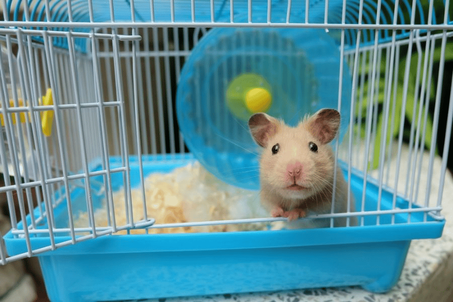 Pourquoi mon Hamster fait-il ses besoins partout