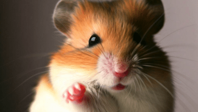 Pourquoi mon Hamster fait-il un bruit de cliquetis