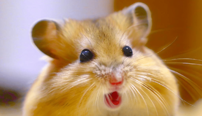 Pourquoi mon Hamster fait-il un bruit de gazouillement