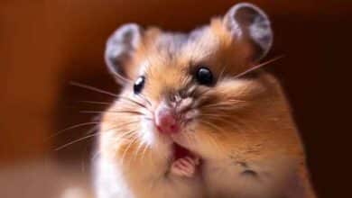 Pourquoi mon Hamster fait un bruit de clic?