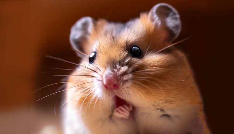 Pourquoi mon Hamster fait un bruit de clic?