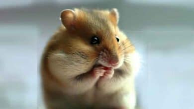 Pourquoi mon Hamster frémit-il?