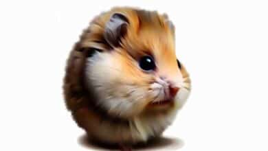 Pourquoi mon Hamster frétille-t-il?