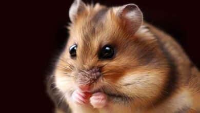 Pourquoi mon Hamster grignote-t-il?