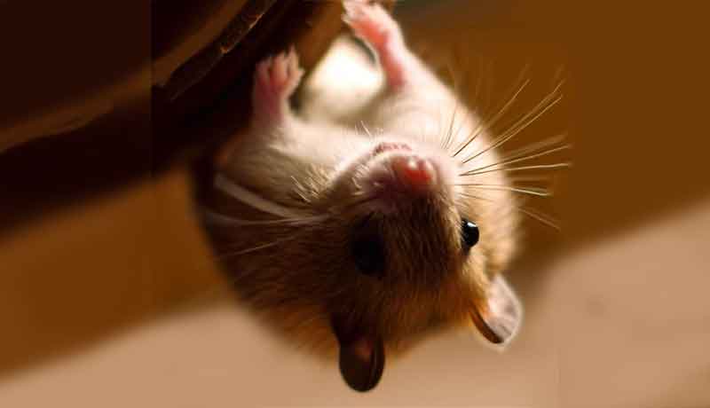 Pourquoi mon Hamster grimpe-t-il la tête en bas