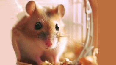 Pourquoi mon Hamster lèche-t-il sa cage