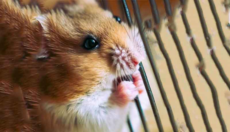 Pourquoi mon Hamster mâche-t-il sa cage ?