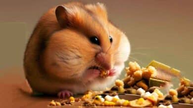 Pourquoi mon Hamster mange-t-il autant?