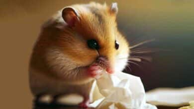 Pourquoi mon Hamster mange-t-il des tissus?