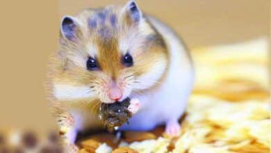 Pourquoi mon Hamster mange-t-il sa litière