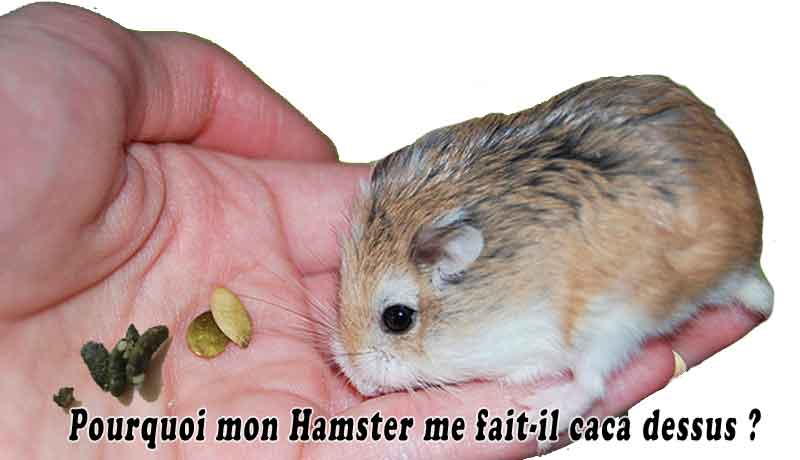 Pourquoi mon Hamster me fait-il caca dessus