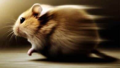 Pourquoi mon Hamster me fuit-il?