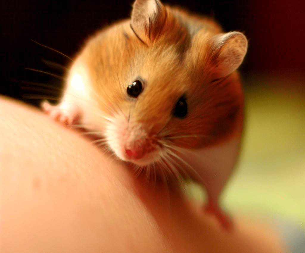 Pourquoi mon Hamster me grimpe-t-il dessus?