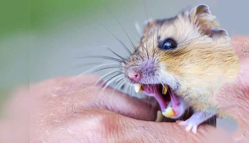 Pourquoi mon Hamster me mord-il légèrement?