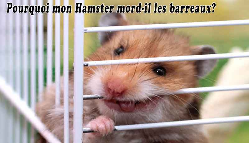 Pourquoi mon Hamster mord-il les barreaux?