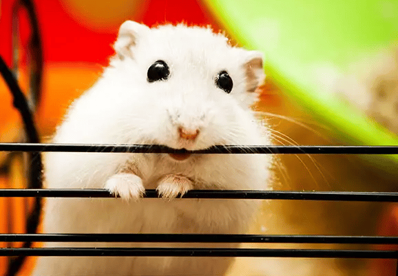 Pourquoi mon Hamster mord-il les barreaux?