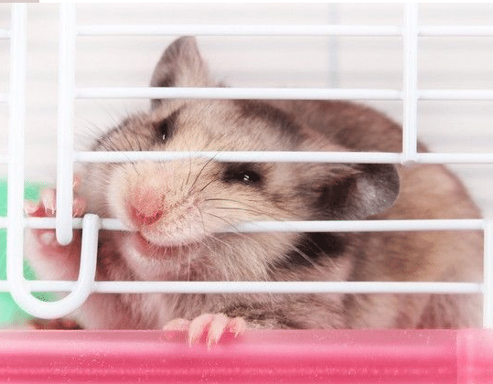 Pourquoi mon Hamster mord-il les barreaux?