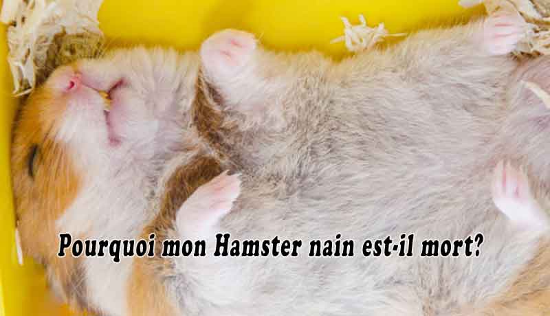 Pourquoi mon Hamster nain est-il mort